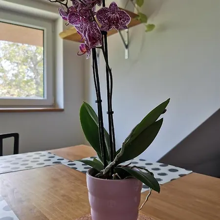 Apartmán Apartmány Svatá Svatá